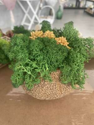 Zuzmókompozíció paradicsomdió cserépben